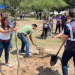 Monterrey Busca Reforestar Con 85 Mil Árboles Nativos