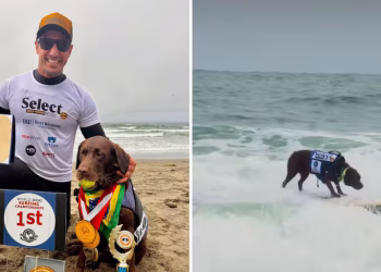 Labrador-Cacau-Bicampeón-En-El-Mundial-De-Surf-Canino