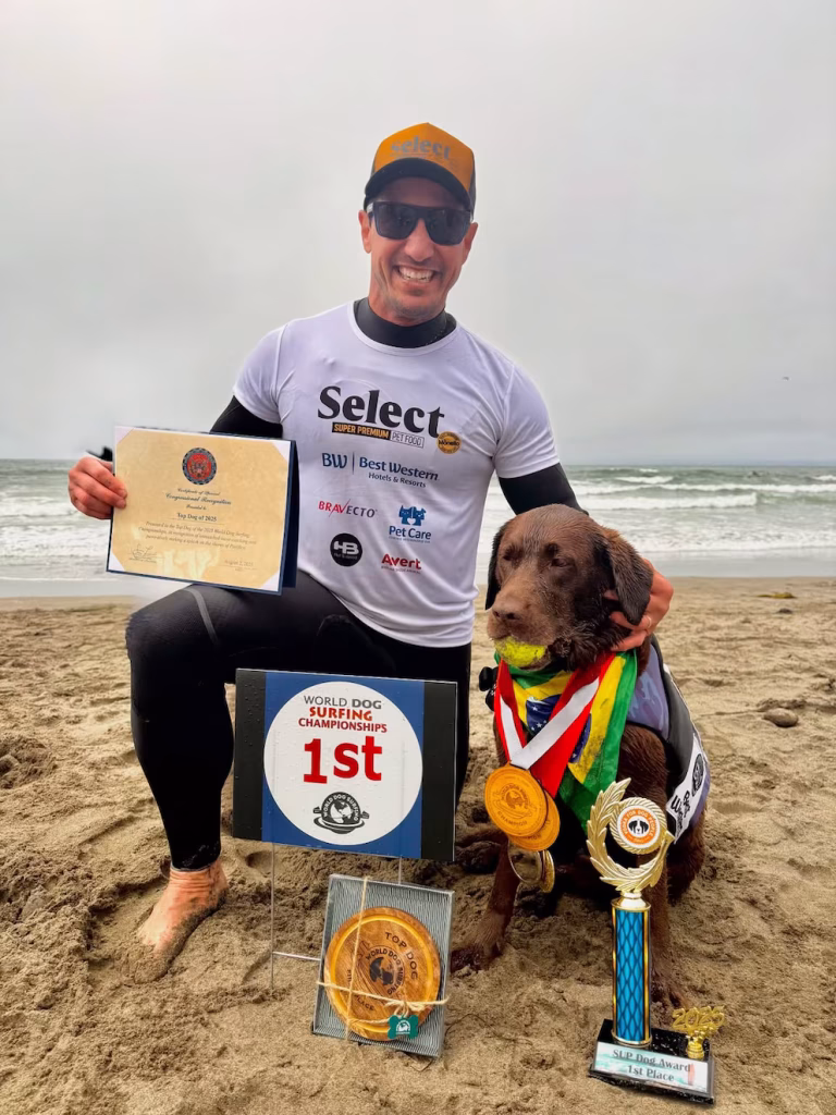 cacau-labrador - CRONICAS REGIAS cacau-Mundial-de-Surf-Canino
