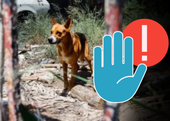 congreso-aprueba-respalda-los-derechos-de-los-animales-en-nuevo-león