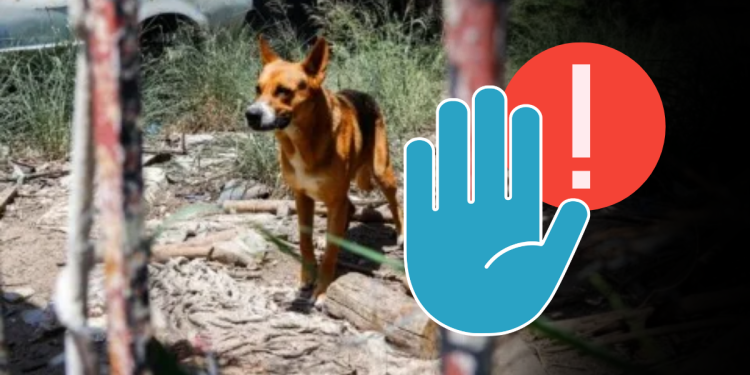 Agravan las penas por maltrato animal - CRONICAS REGIAS - CRONICAS REGIAS congreso-aprueba-respalda-los-derechos-de-los-animales-en-nuevo-león