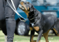 Ataques de perros en San Pedro