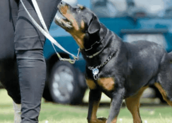 Ataques de perros en San Pedro