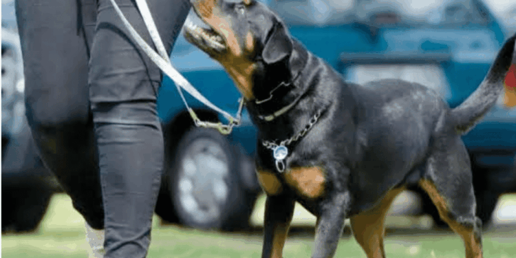 Ataques de perros en San Pedro