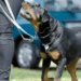 Ataques de perros en San Pedro - CRONICAS REGIAS Ataques de perros en San Pedro