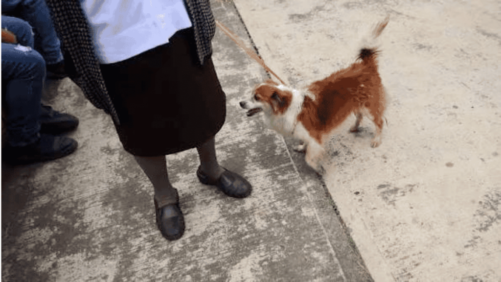 A small brown and white dog on a leash greets a person standing on a worn concrete sidewalk.