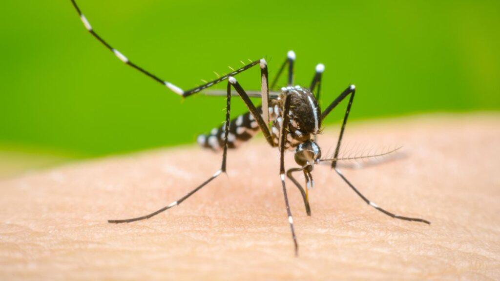 Close-up of a mosquito on human skin, with its long legs and proboscis poised to bite.