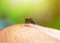 dengue méxico