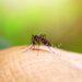 dengue-sintomas - CRONICAS REGIAS dengue méxico